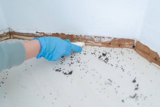 Best Pest Control Treatment  in Palmer, TX